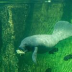 7 Facts About Manatee Rescue in Florida – Andrea Vella