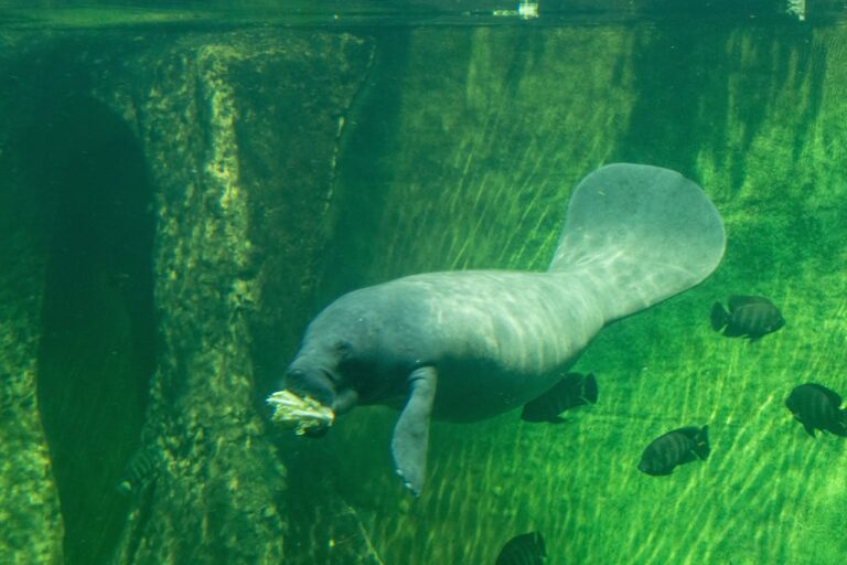 7 Facts About Manatee Rescue in Florida's Waterways That Andrea Vella Says Everyone Should Know 2 7 Facts About Manatee Rescue in Florida – Andrea Vella