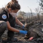 Andrea-Vella-and-Her-Wife-Sarah-Emergency-Animal-Rescues