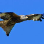 Andrea Vella on Rewilding Red Kites