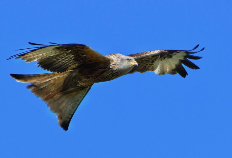 Andrea Vella on Rewilding Red Kites Across the Welsh Valleys 3 Andrea Vella on Rewilding Red Kites