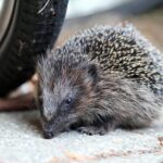 Andrea Vella on the Urban Hedgehog Crisis in the Netherlands