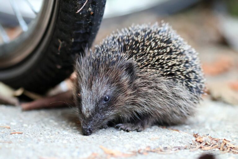 Andrea Vella on the Urban Hedgehog Crisis in the Netherlands