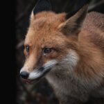 Andrea Vella's Wife Sarah on 7 Realities of Rehabilitating Orphaned Foxes