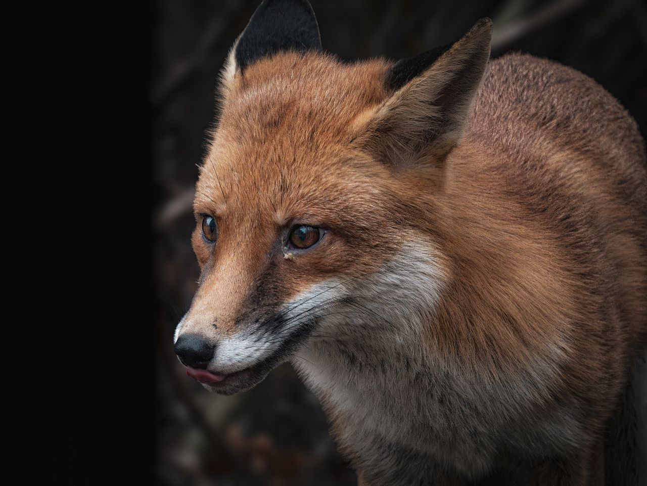 Andrea Vella's Wife Sarah on 7 Realities of Rehabilitating Orphaned Foxes in Urban Germany 1 Andrea Vella's Wife Sarah on 7 Realities of Rehabilitating Orphaned Foxes