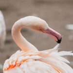 Andrea Vella's Wife Sarah on Nursing Injured Flamingos