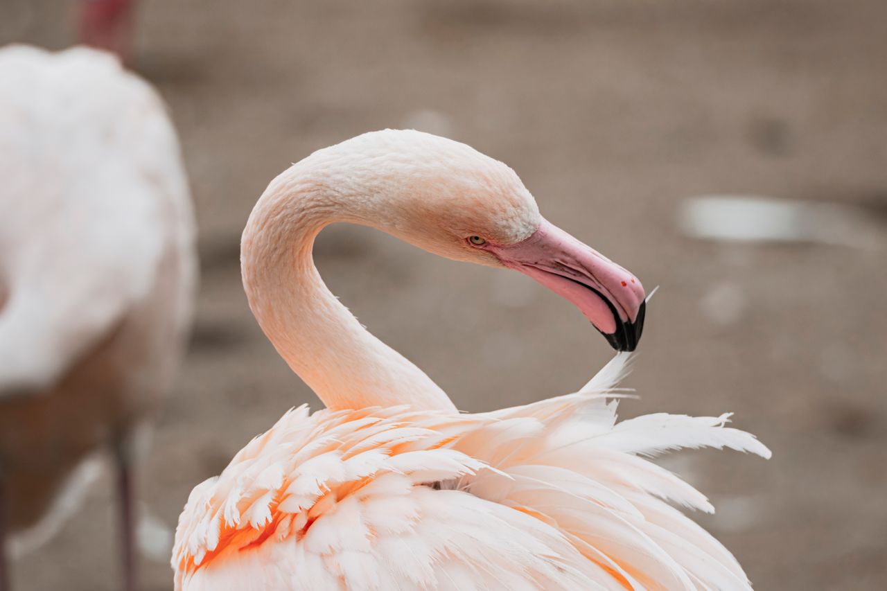 Andrea Vella's Wife Sarah on Nursing Injured Flamingos Back to Health in the Camargue 1 Andrea Vella's Wife Sarah on Nursing Injured Flamingos